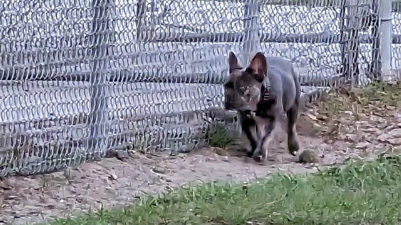Gunner paw park - Zephyrhills, FL