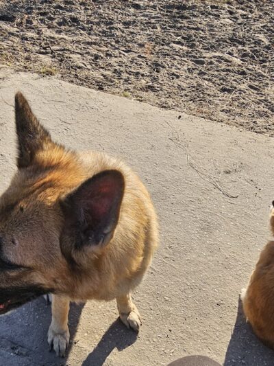 Gunner paw park - Zephyrhills, FL
