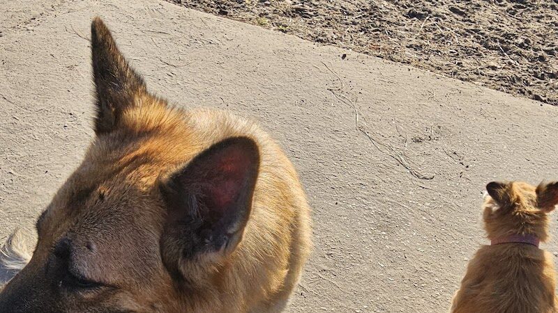 Gunner paw park - Zephyrhills, FL