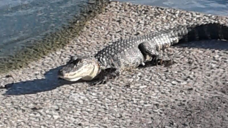 Palm View Gardens RV Resort - Zephyrhills, FL