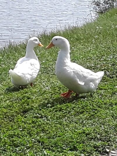 Veterans Memorial Park - Zephyrhills, FL
