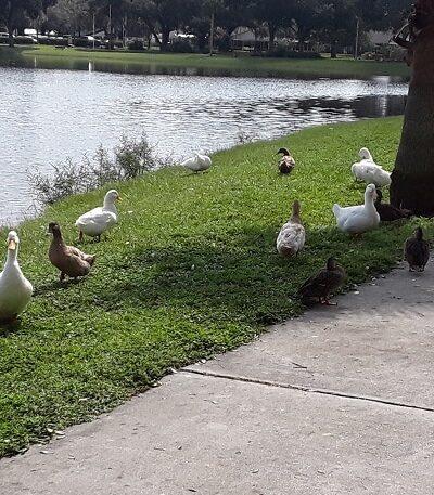 Veterans Memorial Park - Zephyrhills, FL