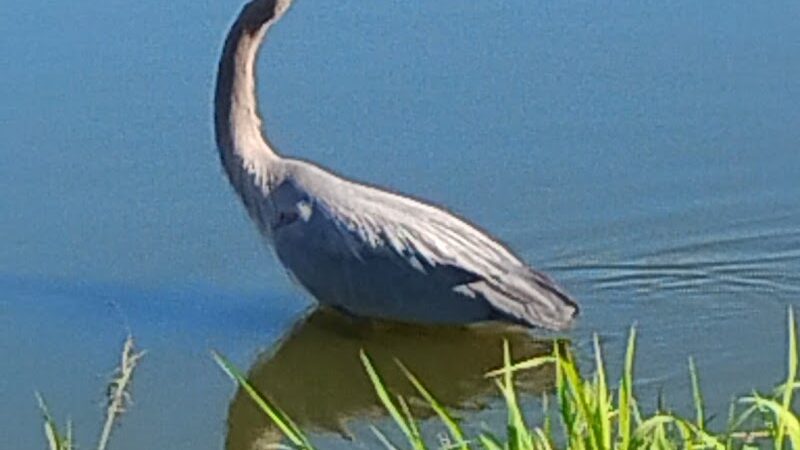 Zephyr Park - Zephyrhills, FL