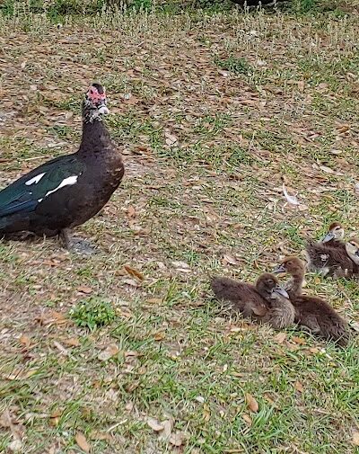 Zephyr Park - Zephyrhills, FL