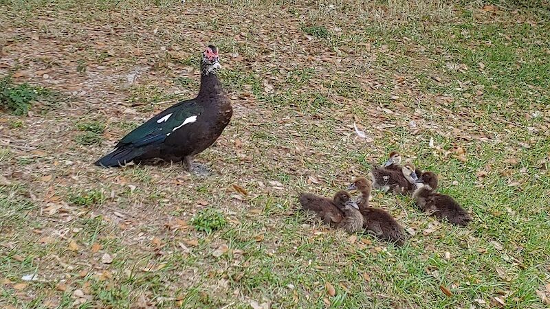 Zephyr Park - Zephyrhills, FL