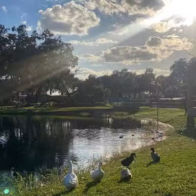 Zephyr Park - Zephyrhills, FL