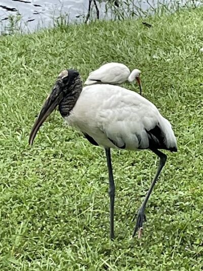 Zephyr Park - Zephyrhills, FL