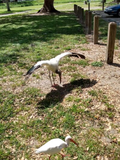 Zephyr Park - Zephyrhills, FL