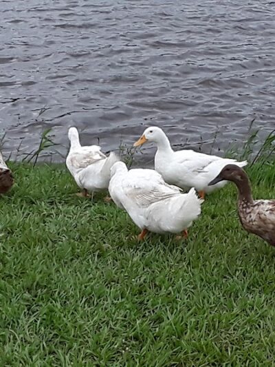 Zephyr Park - Zephyrhills, FL