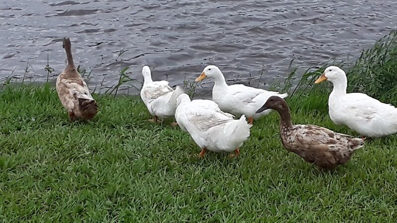 Zephyr Park - Zephyrhills, FL