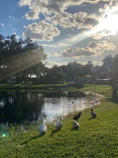 Zephyr Park - Zephyrhills, FL