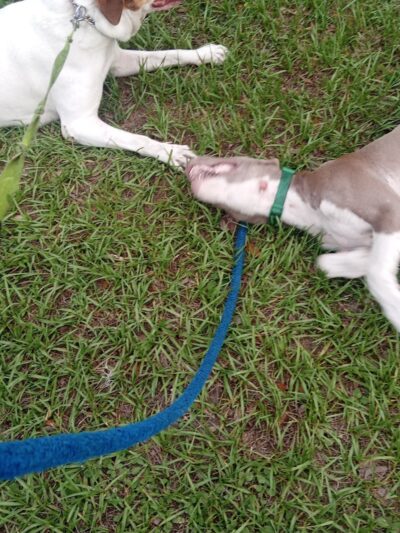 Zephyrhills Park - Zephyrhills, FL