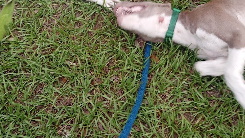 Zephyrhills Park - Zephyrhills, FL