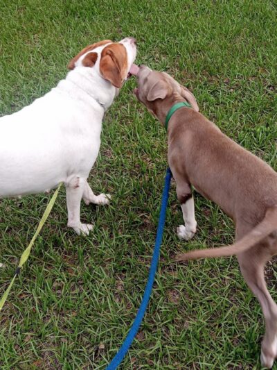 Zephyrhills Park - Zephyrhills, FL