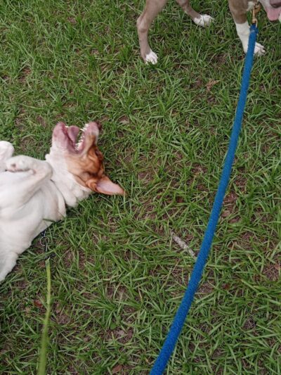 Zephyrhills Park - Zephyrhills, FL