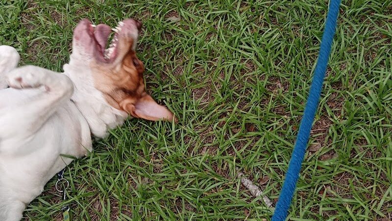 Zephyrhills Park - Zephyrhills, FL