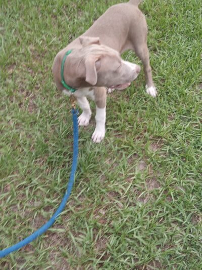 Zephyrhills Park - Zephyrhills, FL