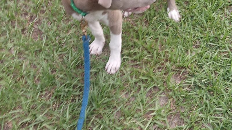 Zephyrhills Park - Zephyrhills, FL