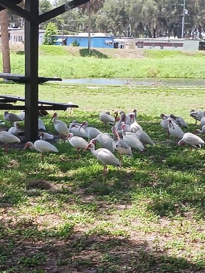 Zephyrhills Park - Zephyrhills, FL