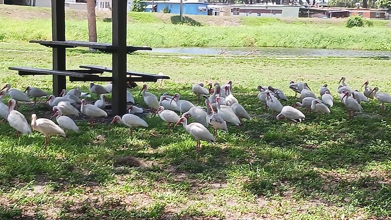 Zephyrhills Park - Zephyrhills, FL