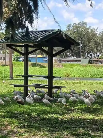 Zephyrhills Park - Zephyrhills, FL