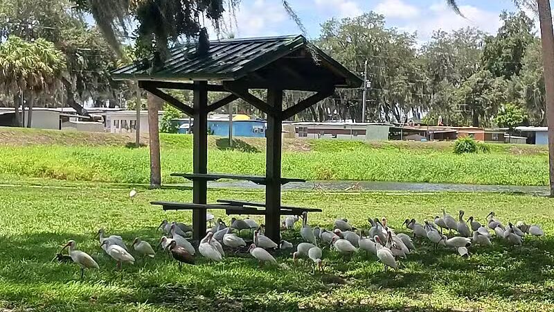 Zephyrhills Park - Zephyrhills, FL