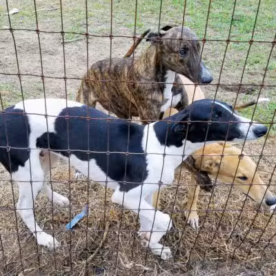 Abilene Greyhound Park Inc - Abilene, KS