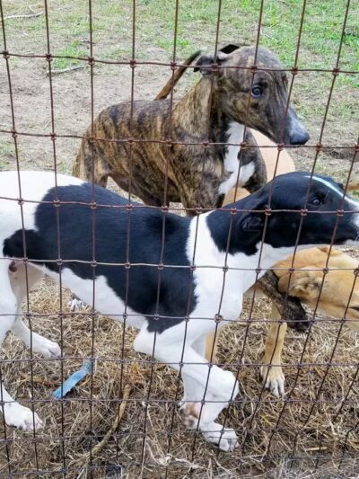 Abilene Greyhound Park Inc - Abilene, KS