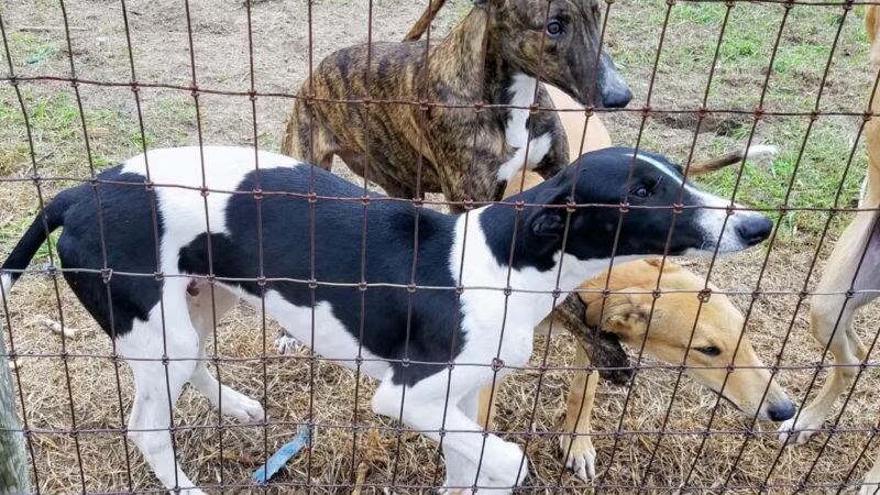 Abilene Greyhound Park Inc - Abilene, KS