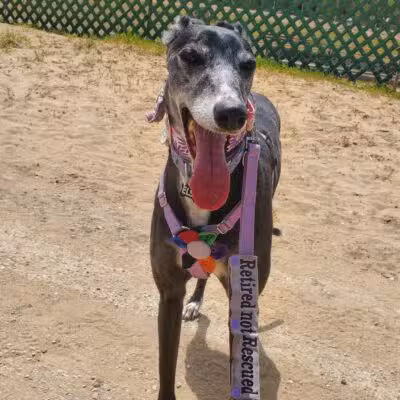 Abilene Greyhound Park Inc - Abilene, KS
