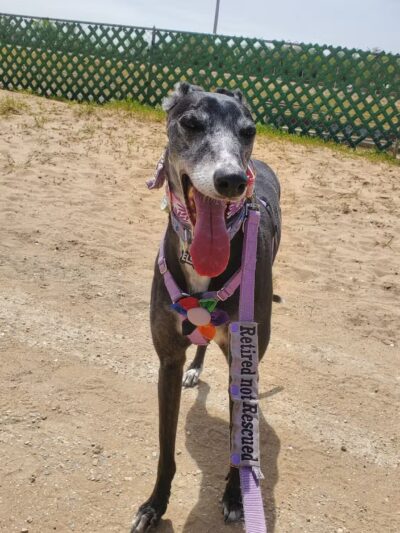 Abilene Greyhound Park Inc - Abilene, KS