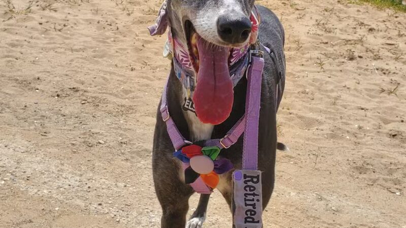 Abilene Greyhound Park Inc - Abilene, KS