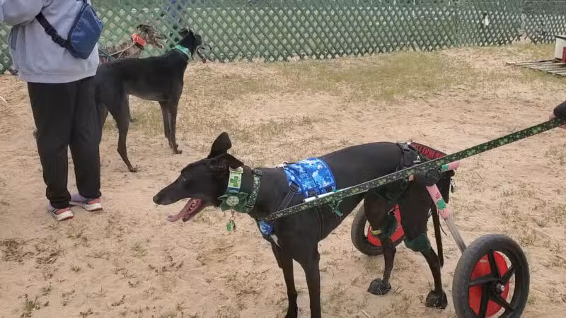 Abilene Greyhound Park Inc - Abilene, KS