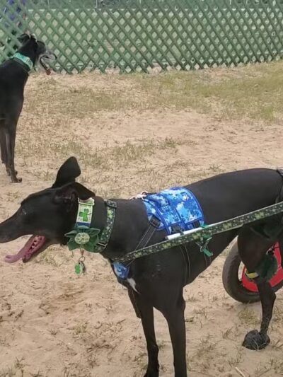 Abilene Greyhound Park Inc - Abilene, KS