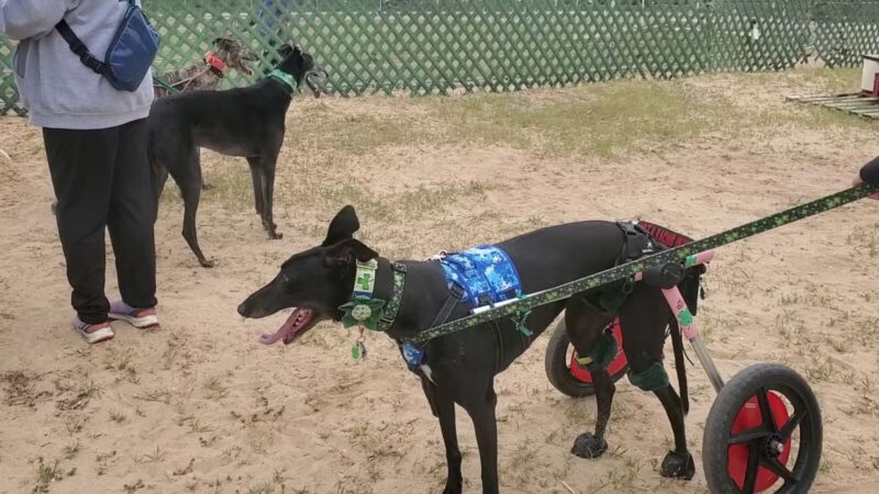 Abilene Greyhound Park Inc - Abilene, KS