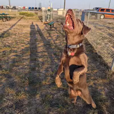 Dog Park at Love’s Travel Stops - Abilene, KS