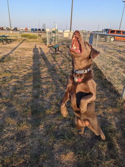 Dog Park at Love’s Travel Stops - Abilene, KS