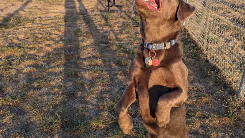 Dog Park at Love’s Travel Stops - Abilene, KS