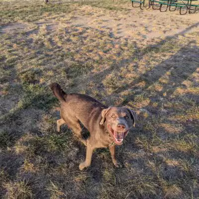 Dog Park at Love’s Travel Stops - Abilene, KS