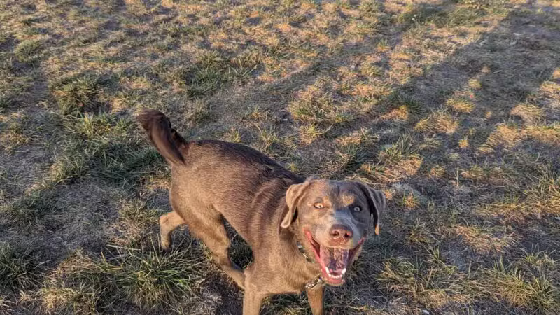 Dog Park at Love’s Travel Stops - Abilene, KS