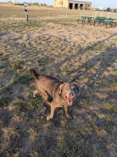 Dog Park at Love’s Travel Stops - Abilene, KS