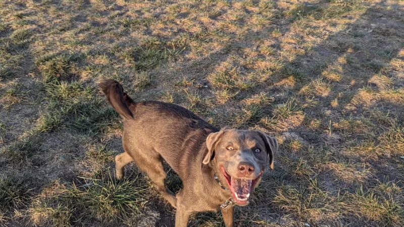 Dog Park at Love’s Travel Stops - Abilene, KS
