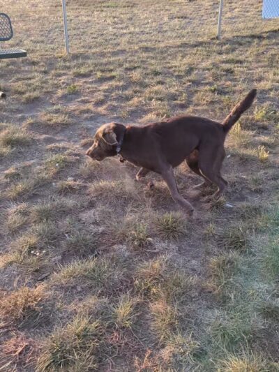 Dog Park at Love’s Travel Stops - Abilene, KS