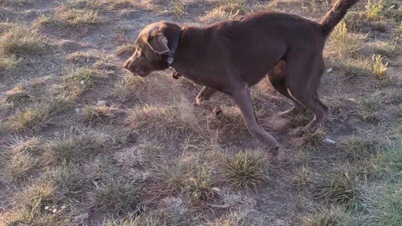 Dog Park at Love’s Travel Stops - Abilene, KS
