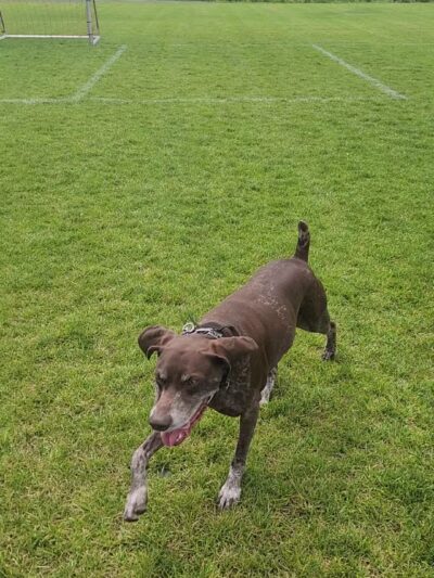 The Meadows Sports Complex - Abingdon, VA