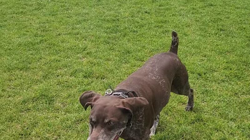 The Meadows Sports Complex - Abingdon, VA