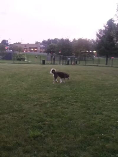 Adrian Dog Park - Adrian, MI