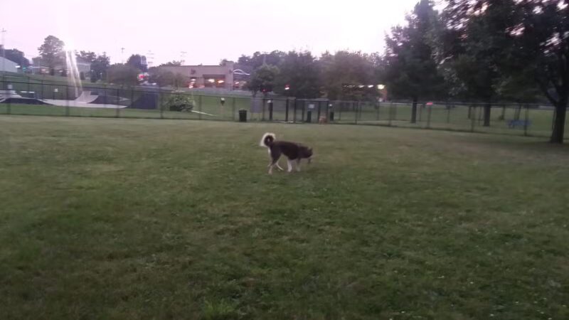 Adrian Dog Park - Adrian, MI