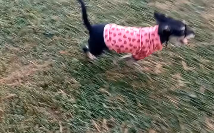 Adrian Dog Park - Adrian, MI