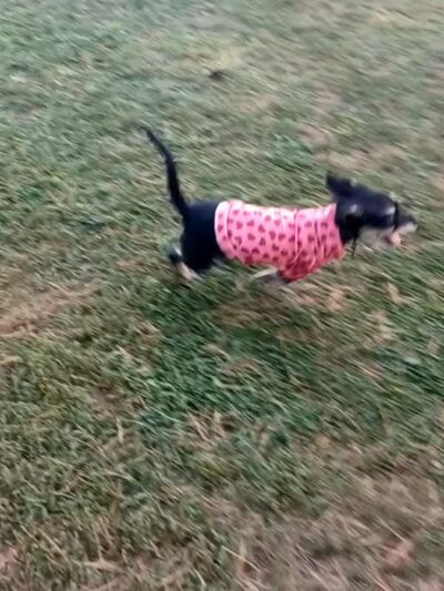 Adrian Dog Park - Adrian, MI